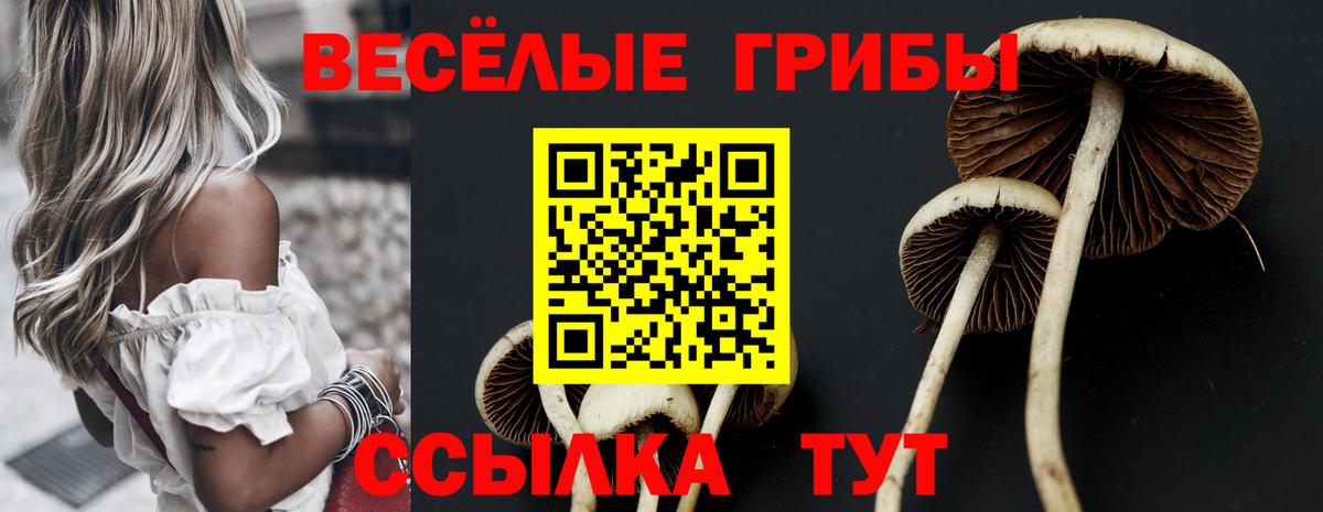 Новосибирск  Галлюциногенные грибы Magic Shrooms  Вход с VPN  Псилоцибиновые грибы Psilocybe 
